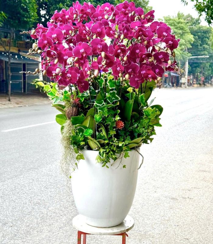 Danh Sách Shop Lan Hồ Điệp Huyện A Lưới, Huế - Đánh Giá Từ Khách Hàng
