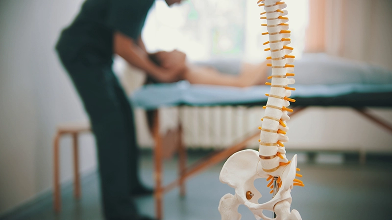 woman-having-a-chiropractic-adjustment-with-a-plastic-spine-in-the-foreground