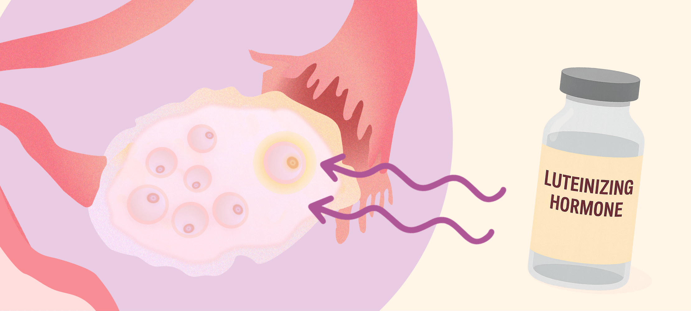 How Does Luteinizing Hormone Affect Fertility & Egg Freezing?