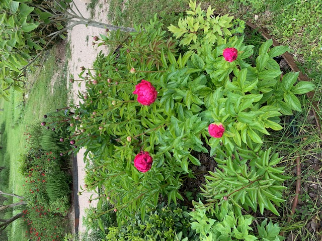 indian lilac in summer