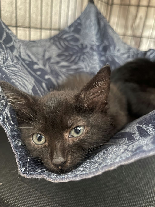 photo of Gucci