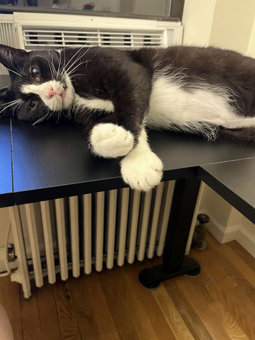 photo of Leo