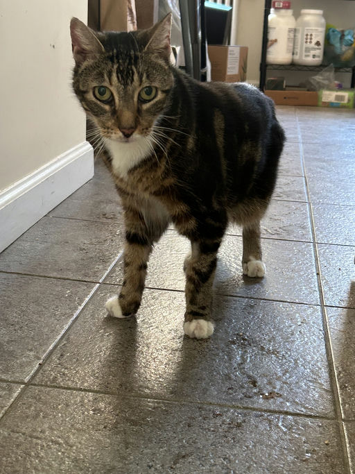 photo of Rue