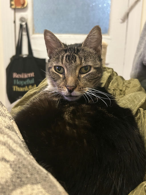 photo of Rue
