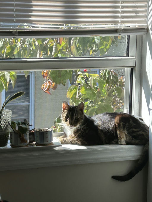 photo of Rue
