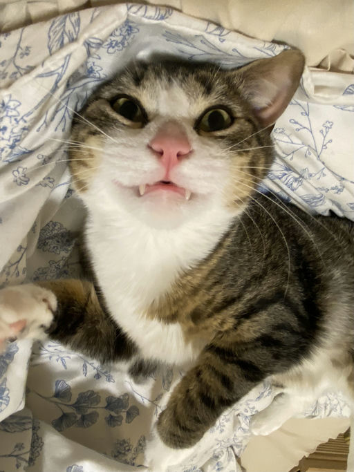 photo of Peanut