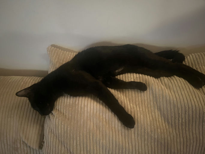 photo of Sesame