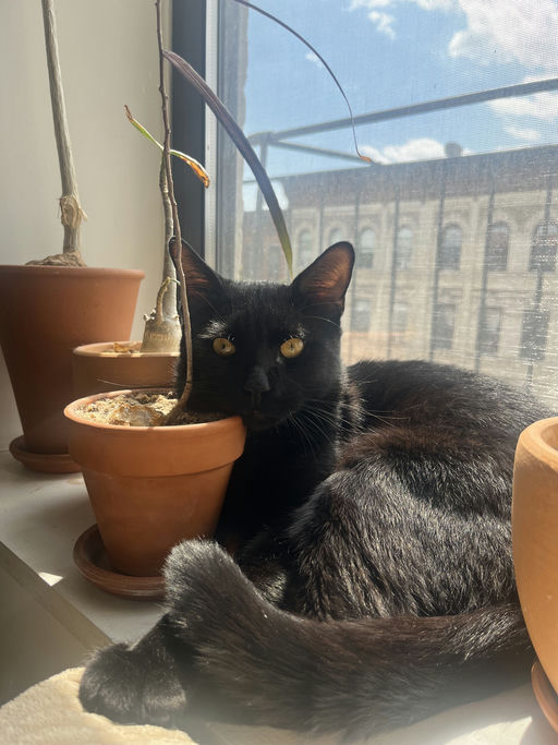 photo of Sesame