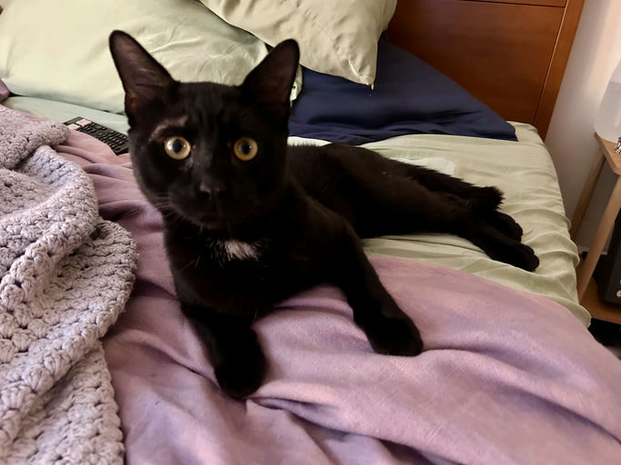 photo of Sesame