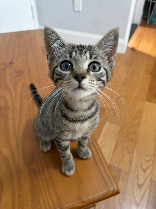 photo of Gaia