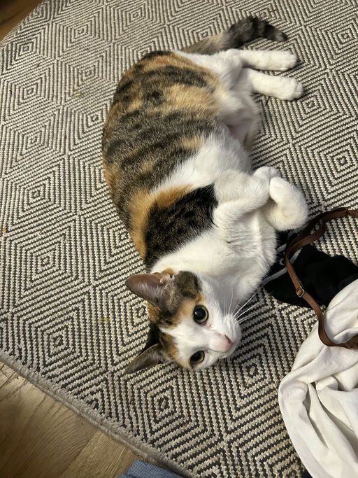 photo of Precious