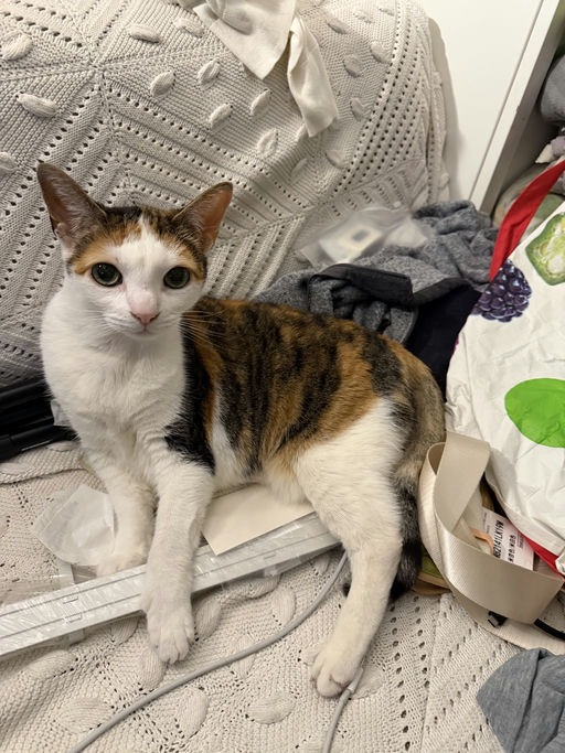 photo of Precious