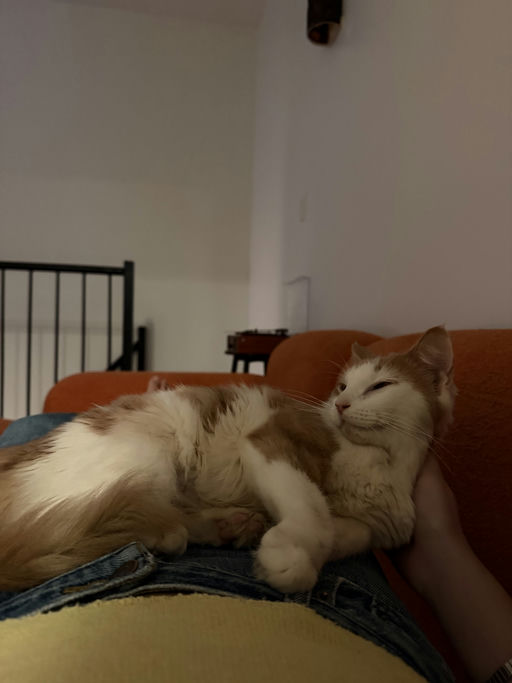 photo of Julius