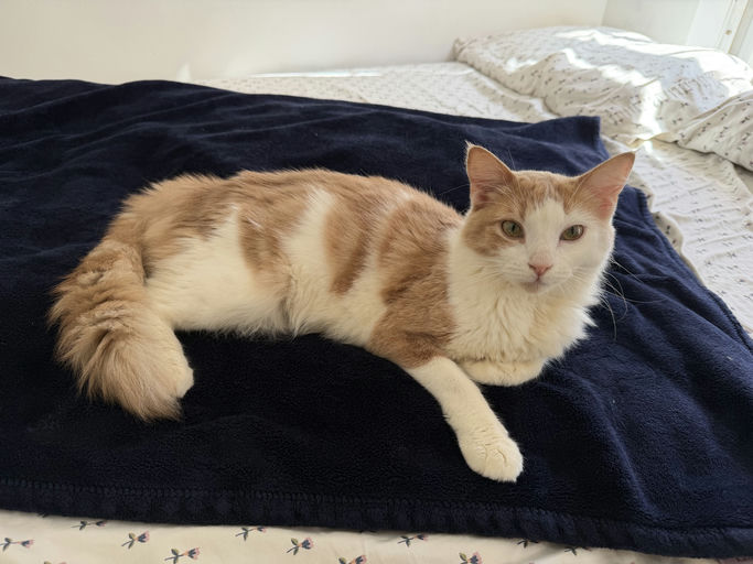 photo of Julius