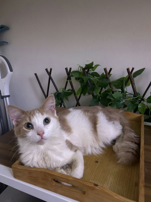 photo of Julius