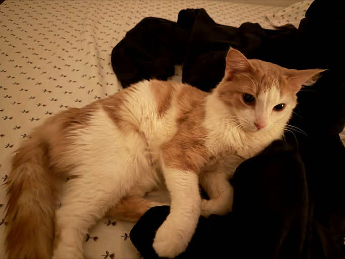 photo of Julius