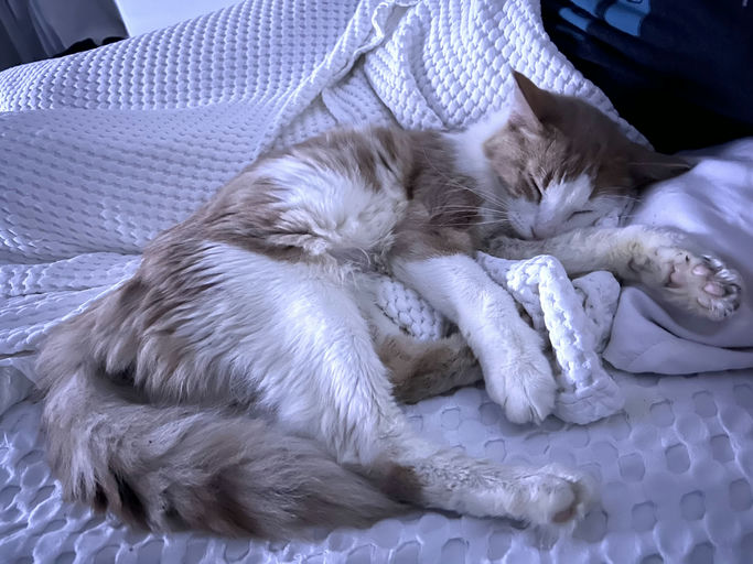 photo of Julius