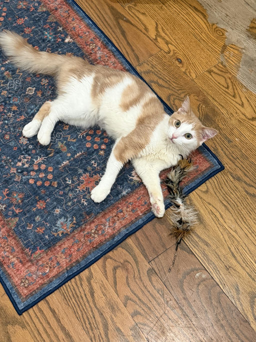photo of Julius