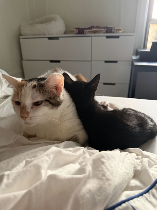 photo of Milk