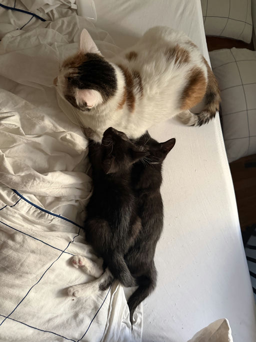 photo of Milk