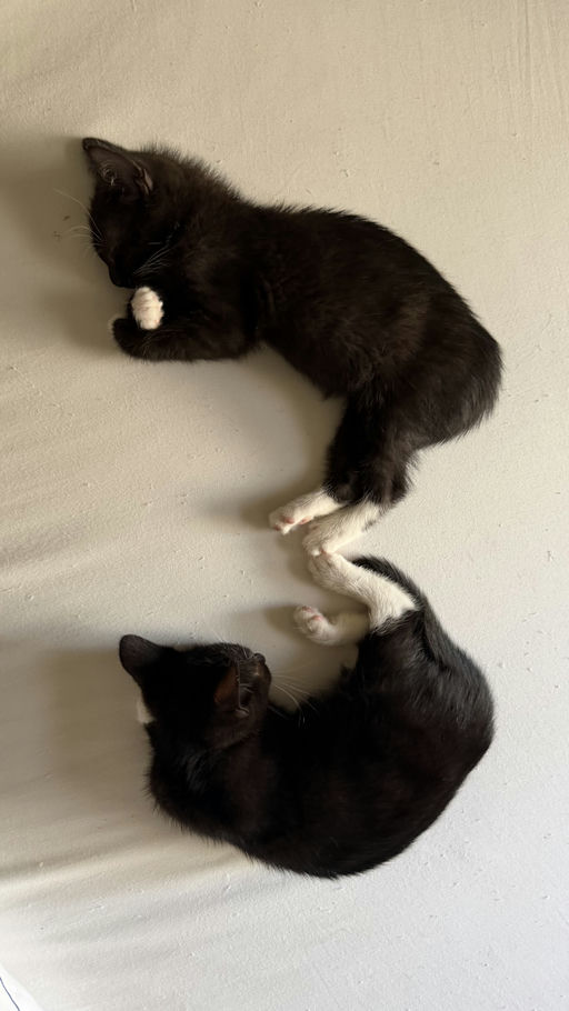 photo of Milk