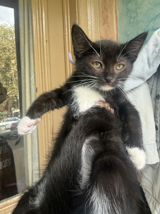 photo of Shake
