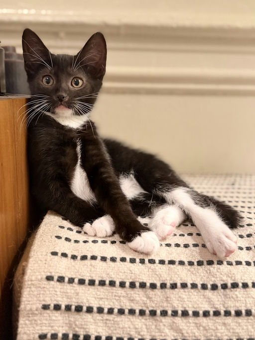 photo of Shake