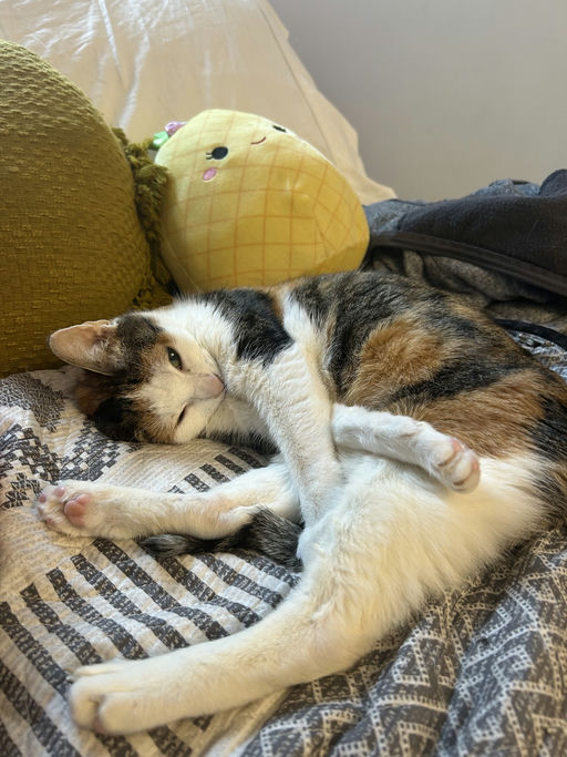 photo of Precious