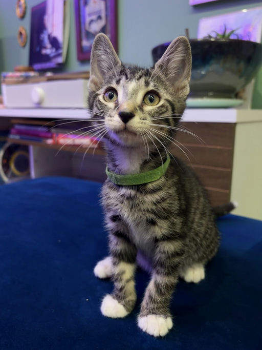 photo of Honey