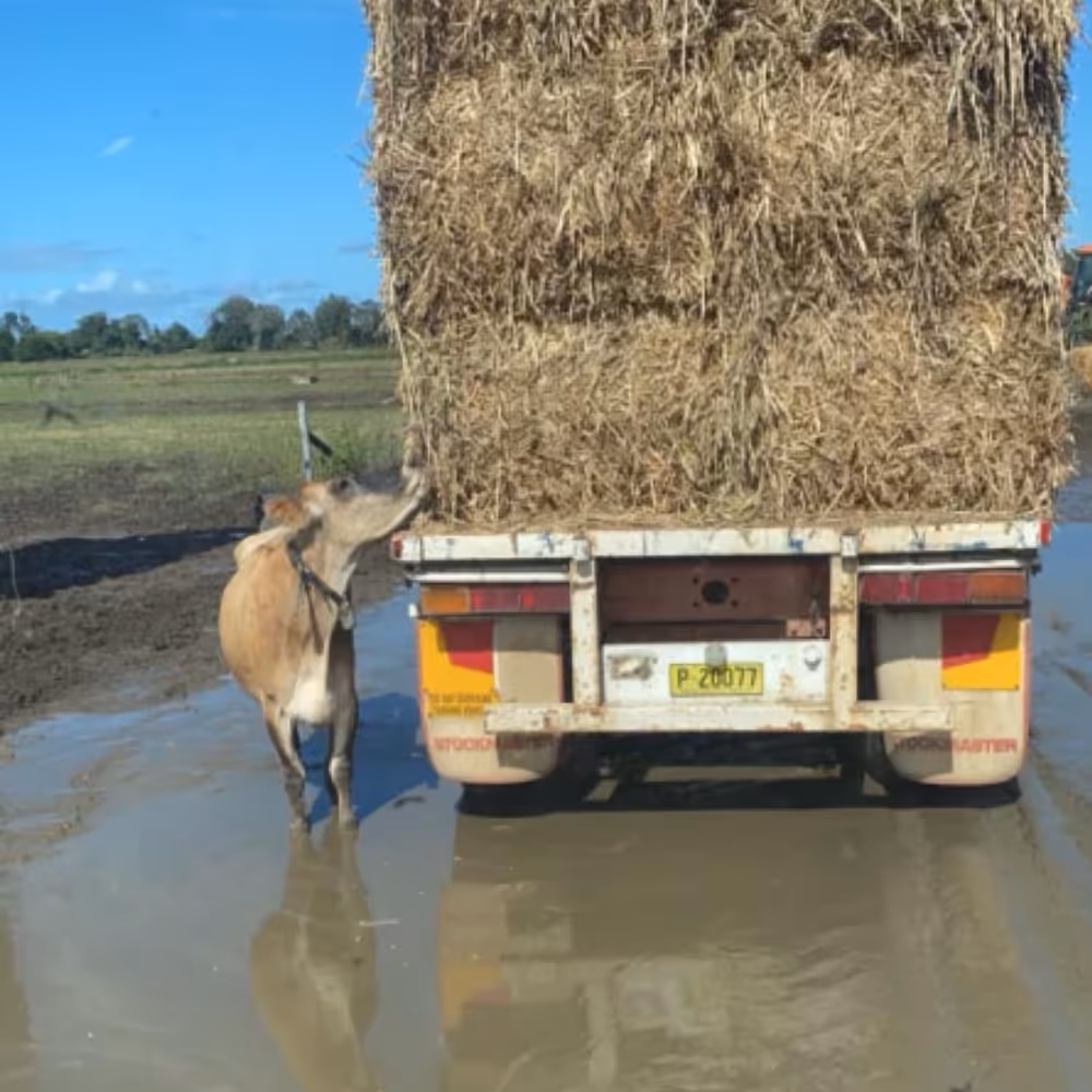 Truck full of hay with men smiling in foreground
