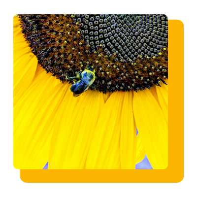 Abeille sur un tournesol