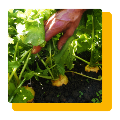 un livreur de produits de L'Aube aux acheteurs grâce a arrivage