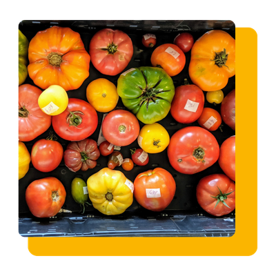 tomates-heirloom-arrivage