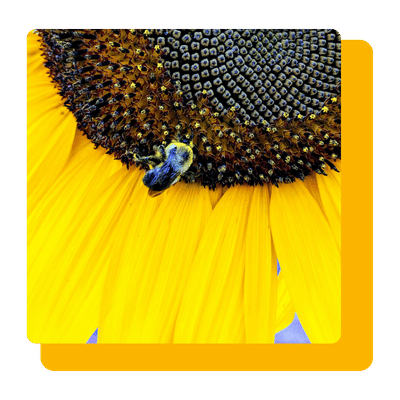 approvisionnement-durable-tournesol-abeille