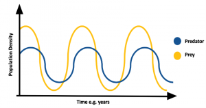 File:Predator prey curve.png - Wikipedia