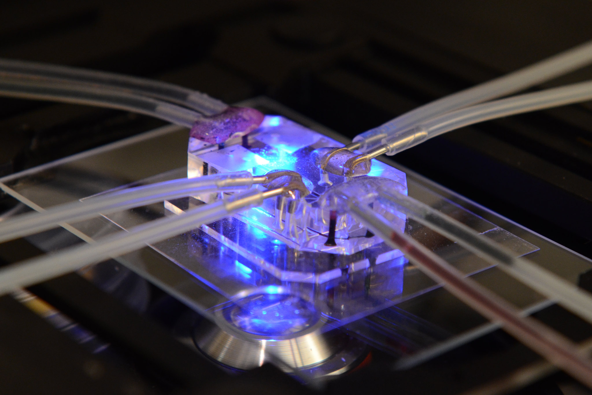 NIH Announces Initiative to Prioritize Human-Based Research