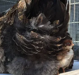 The bouncer....chicks only.