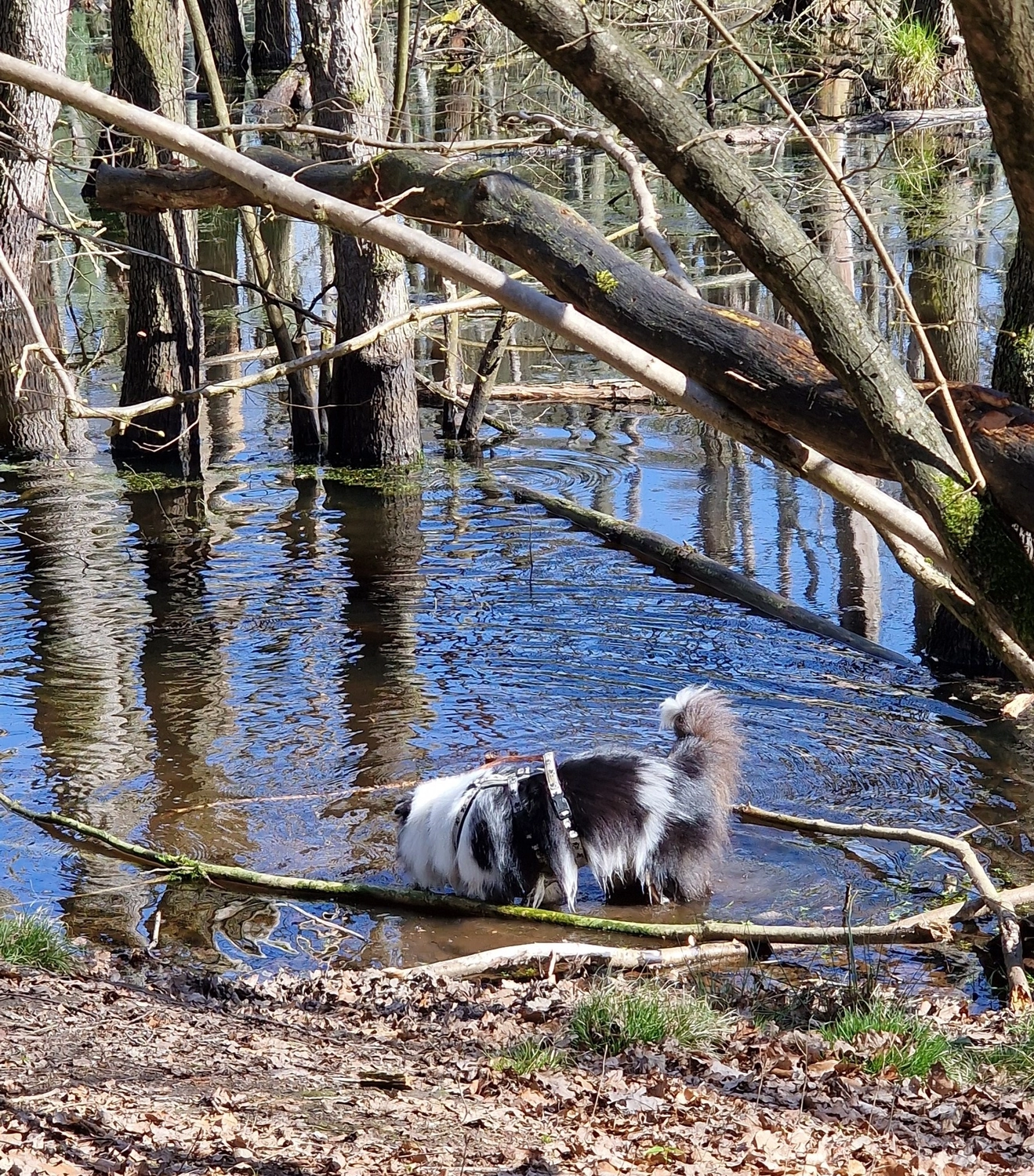 Hund