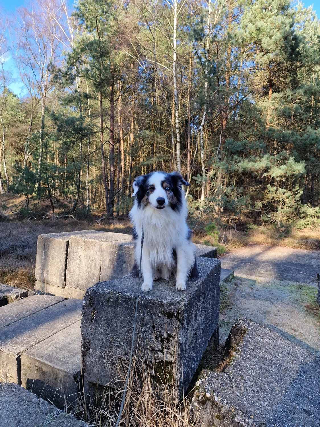 Hund
