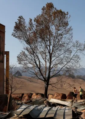 will-trillion-tree-opportunity-really-revive-the-green-planet