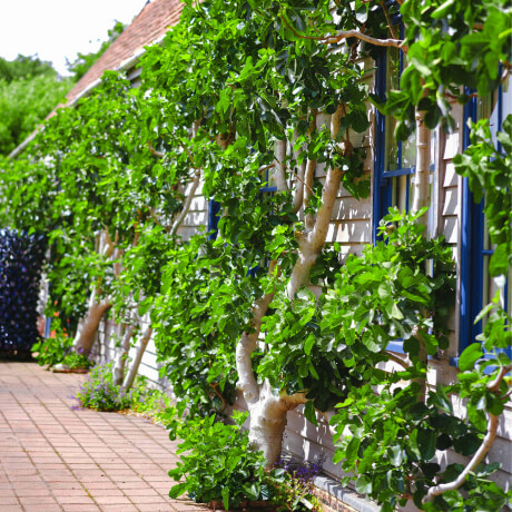 Gallery Images - Landscaper X Webflow Template