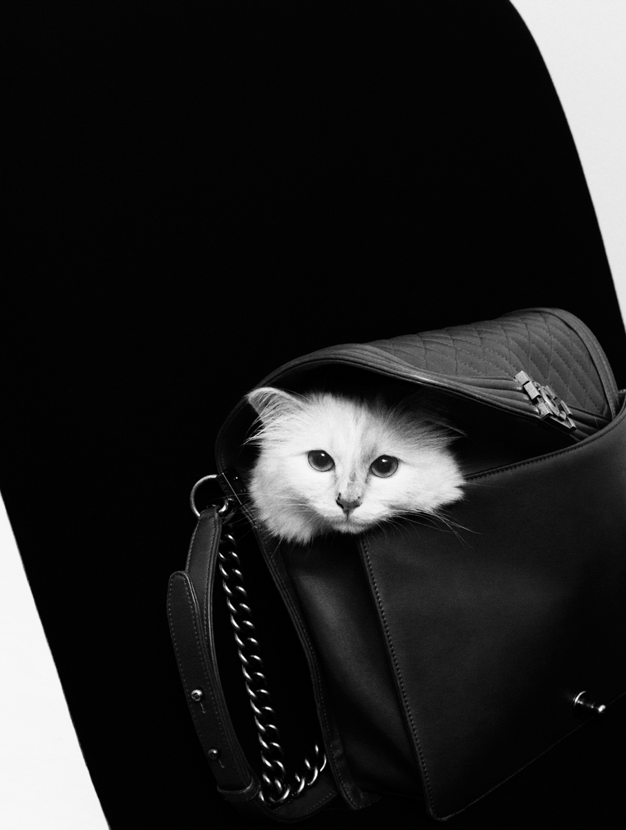 p.86-Choupette\_credit-Karl-Lagerfeld.jpg