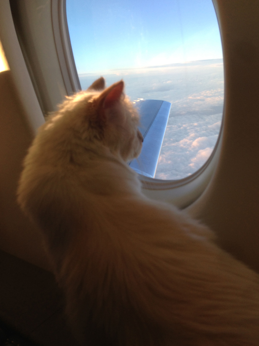 p.52-Choupette\_credit-Karl-Lagerfeld.jpg