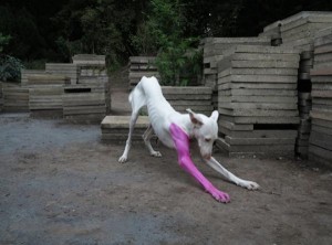 huyghe