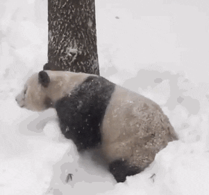 IMG\_1026.gif