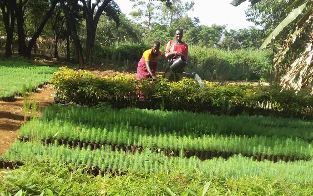 Zwei afrikanische Frauen bewässern mit Gießkannen eine Baumschule mit jungen Setzlingen in sorgfältig angelegten Reihen; im Hintergrund dichte Vegetation und Bäume.