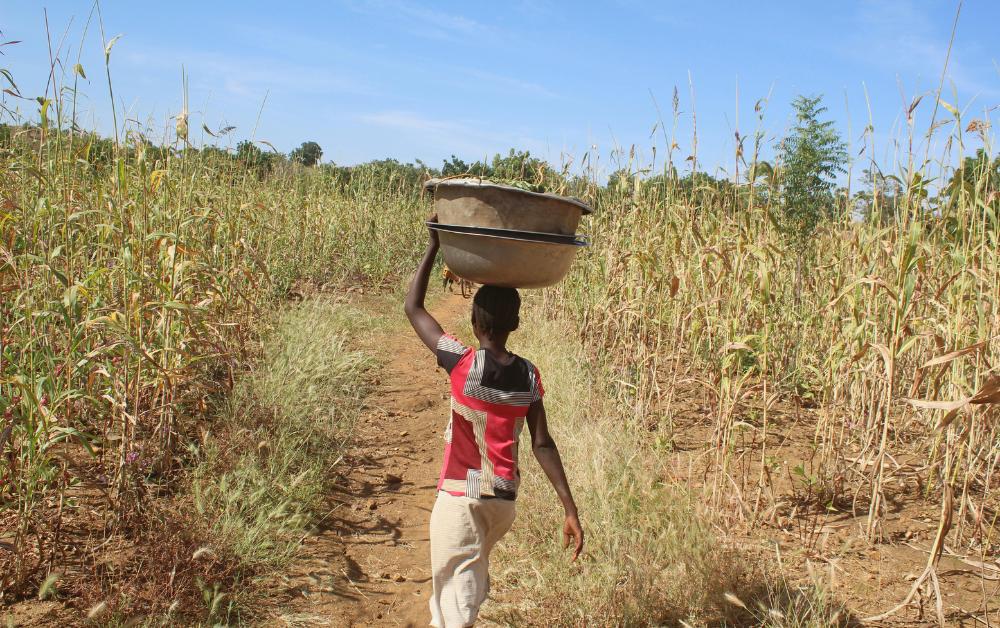Kind trägt Schale durch ein Feld mit Hirse – Frauenarbeit und Ernährungssicherung in Burkina Faso.