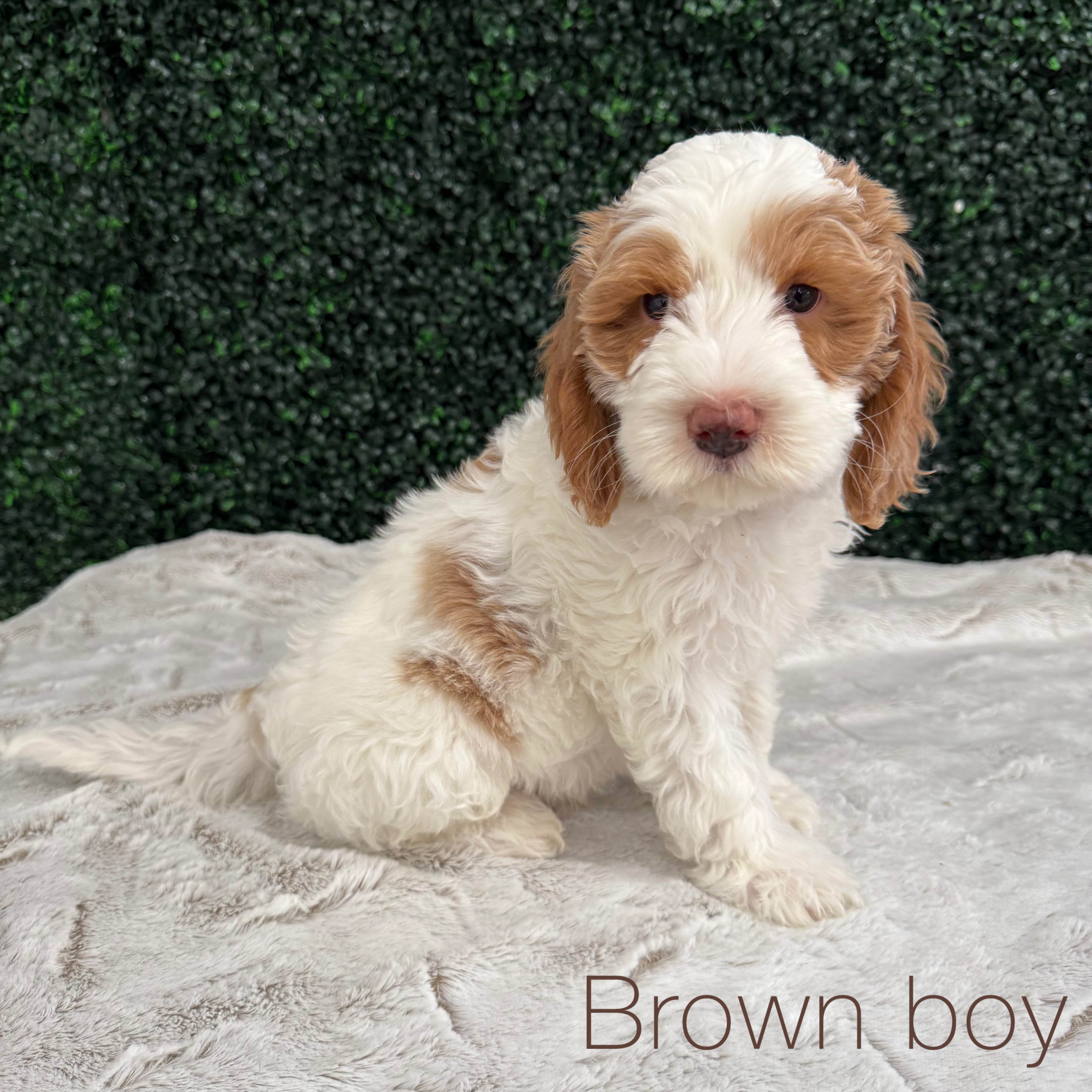 Brown Boy Australian Bernedoodle (TL) 