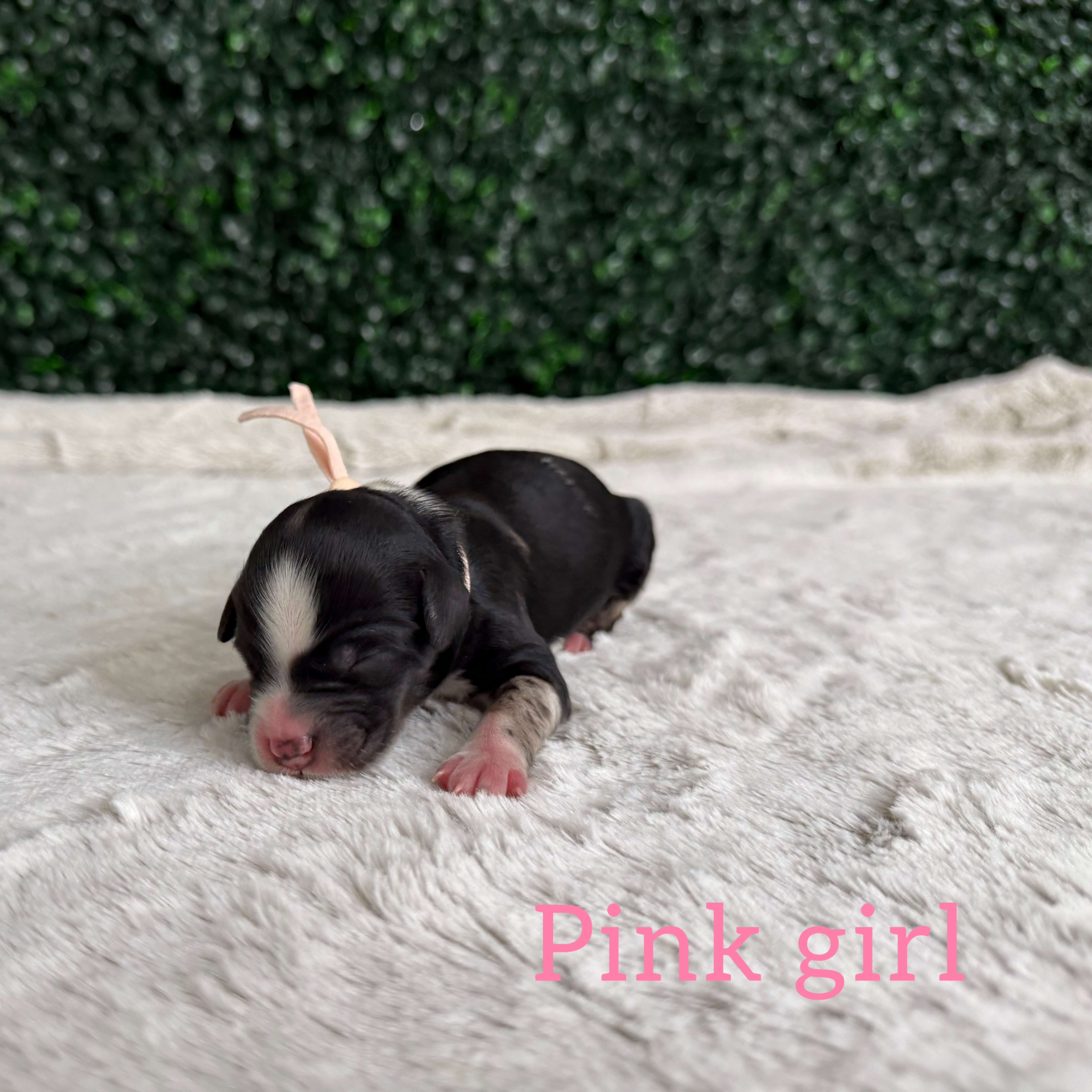Pink Girl Australian Goldendoodle (IT)