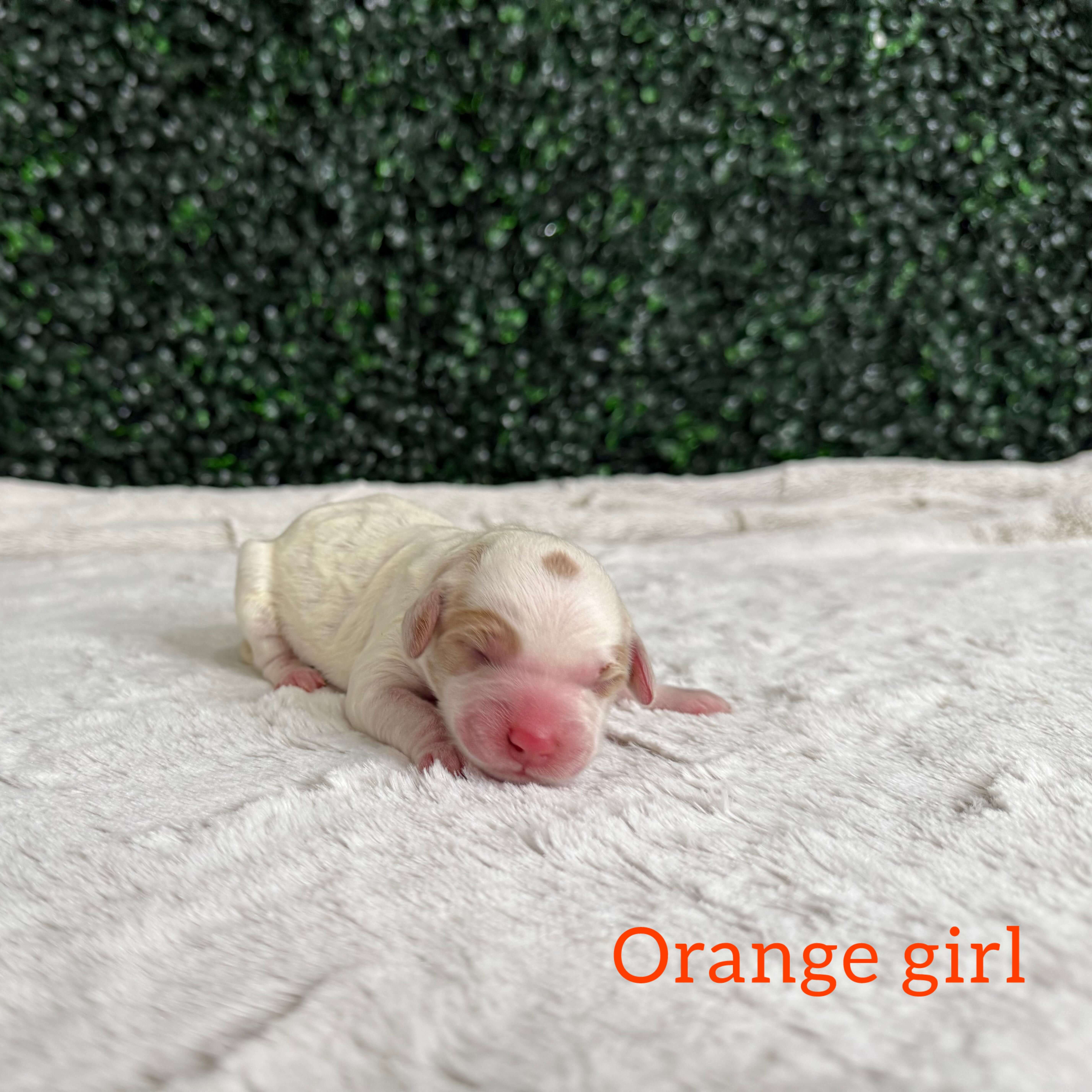 Orange Girl Australian Goldendoodle (IT)